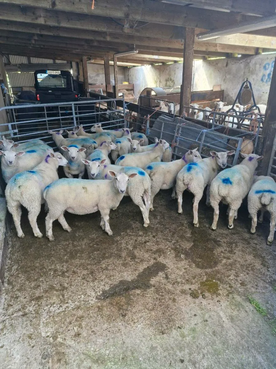 40 charollais cross bred lambes 35-40kg - Image 1