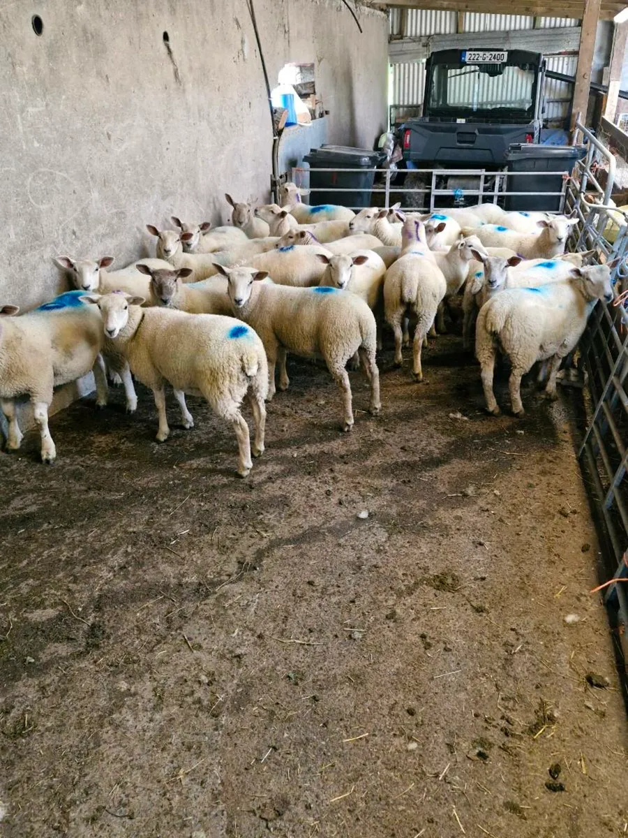 40 charollais cross bred lambes 35-40kg - Image 2