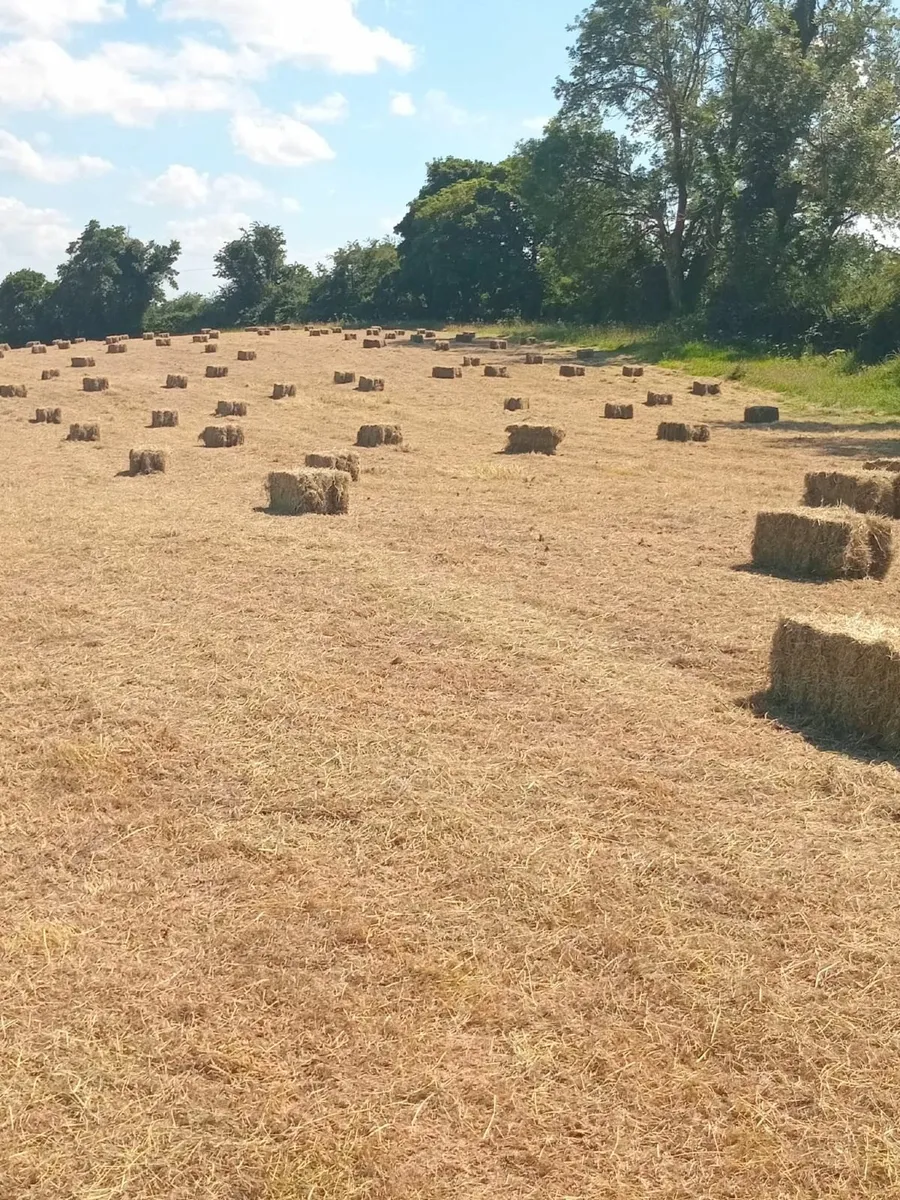 Hay - Image 1