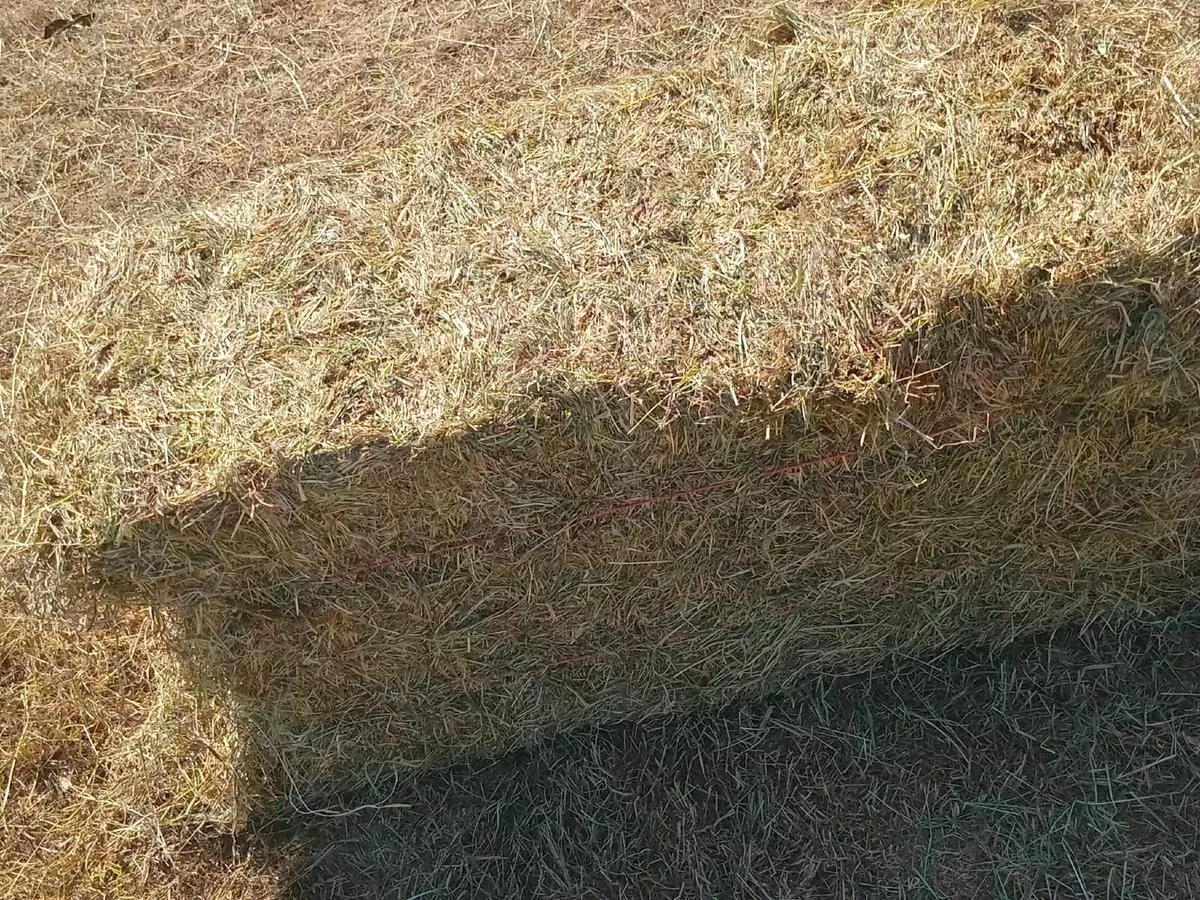 Hay - Image 2