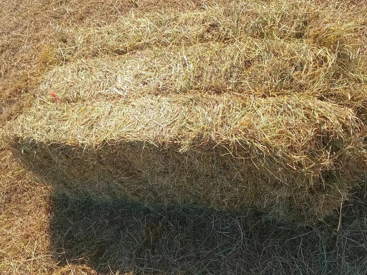 Hay - Image 3