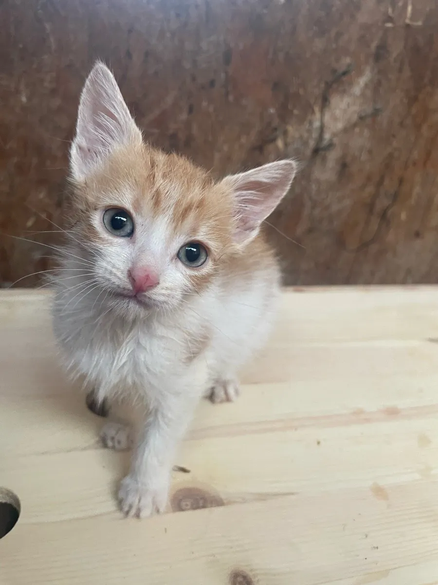 Kittens For Sale! - Image 1