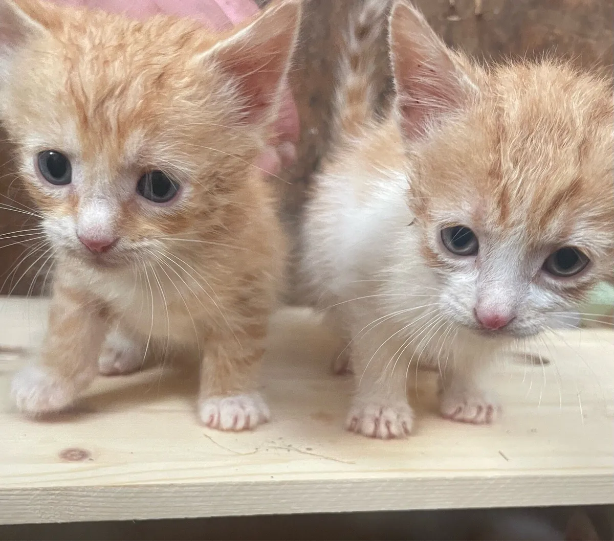 Kittens For Sale! - Image 2