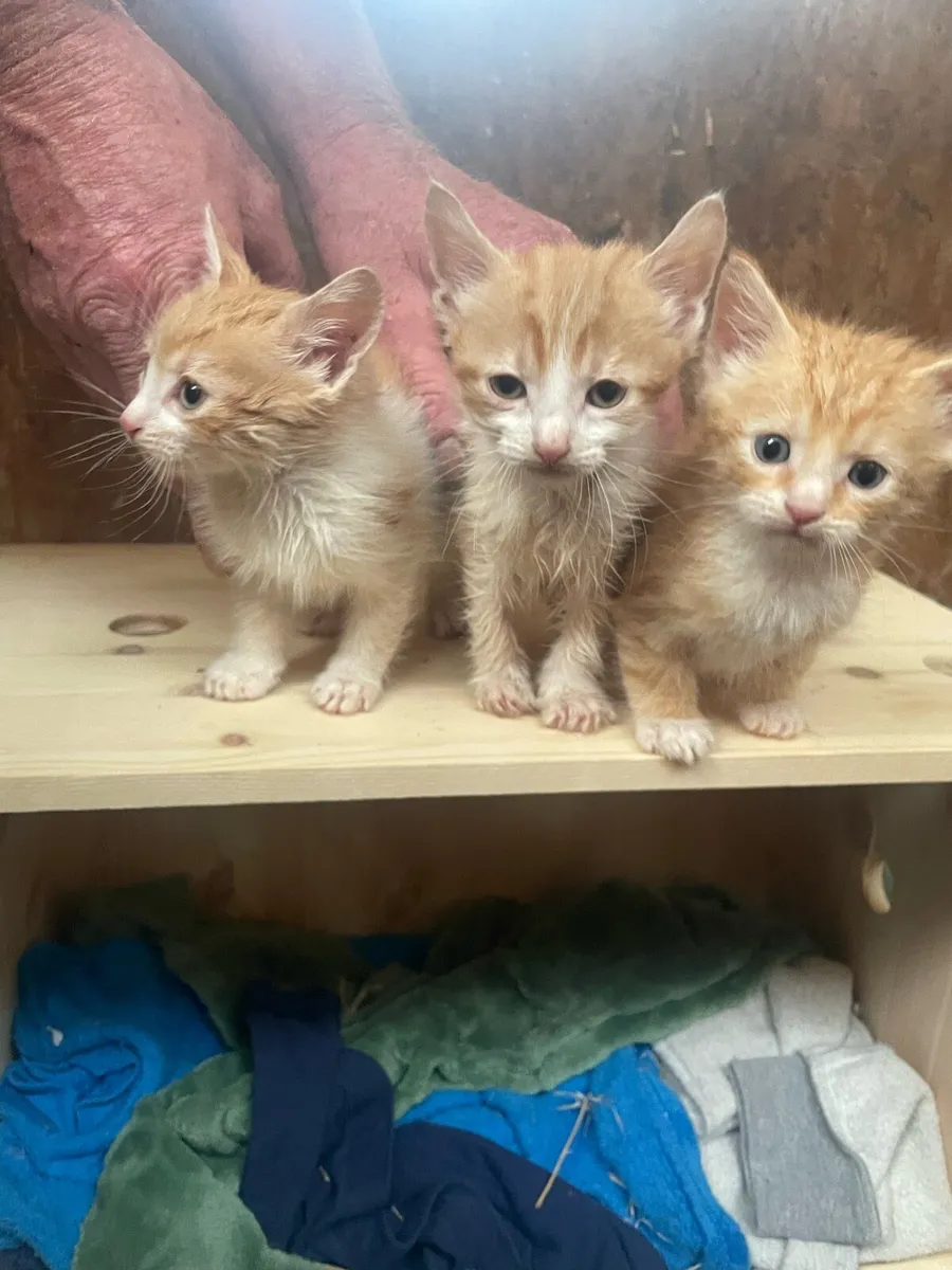 Kittens For Sale! - Image 3