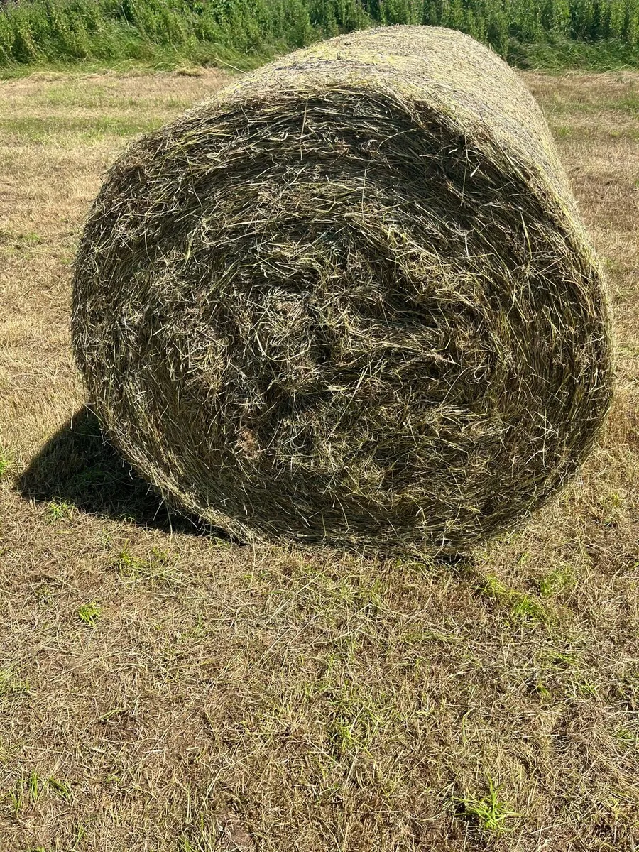 Round hay bales for sale and can deliver - Image 2