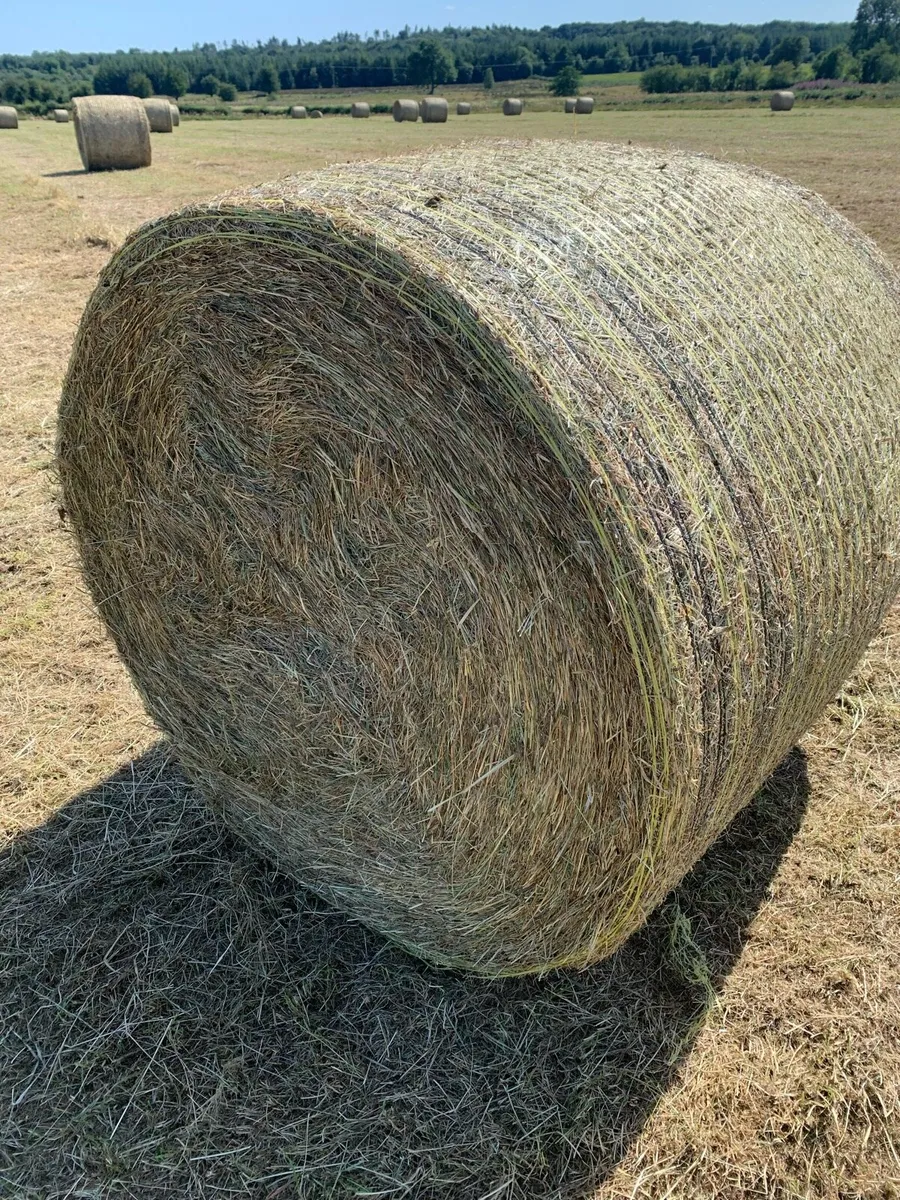 Hay Round Bales - Image 1