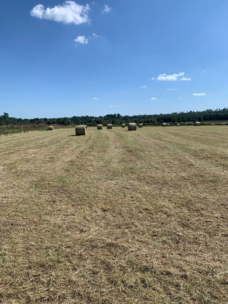 Hay Round Bales - Image 2