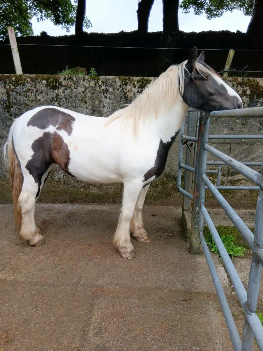 3yr old filly - Image 1