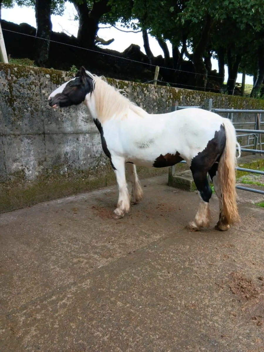 3yr old filly - Image 2