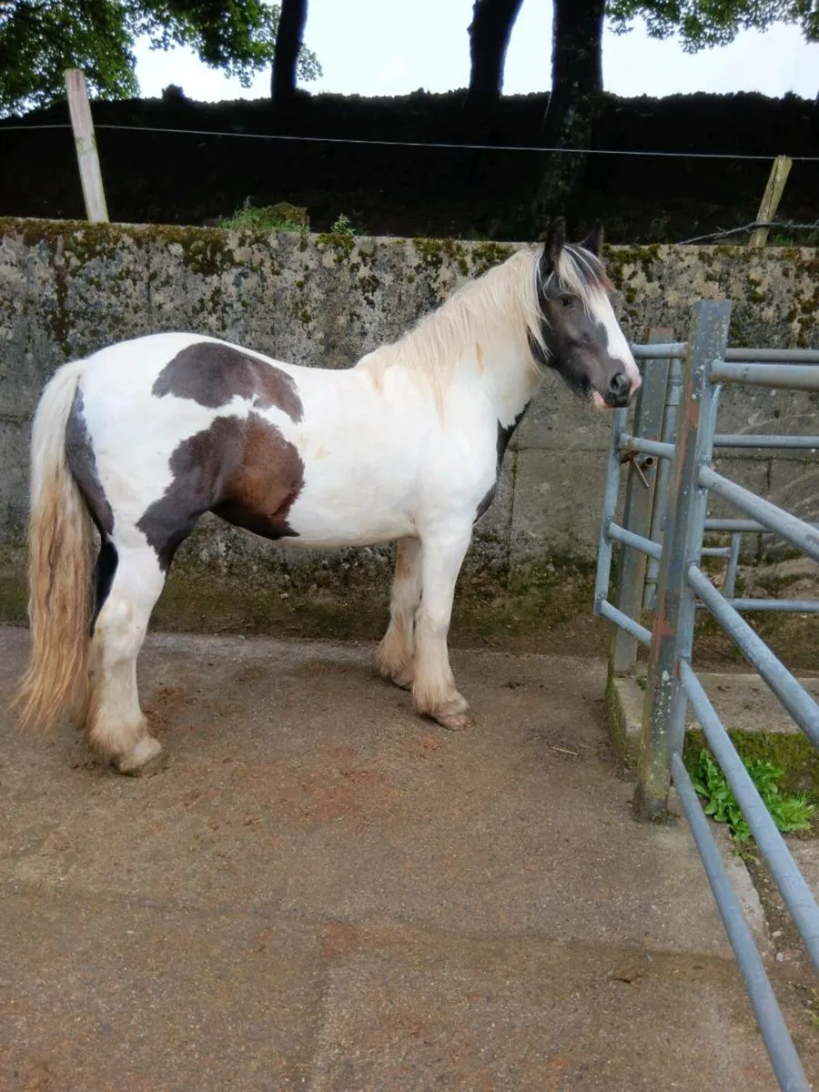 3yr old filly - Image 3
