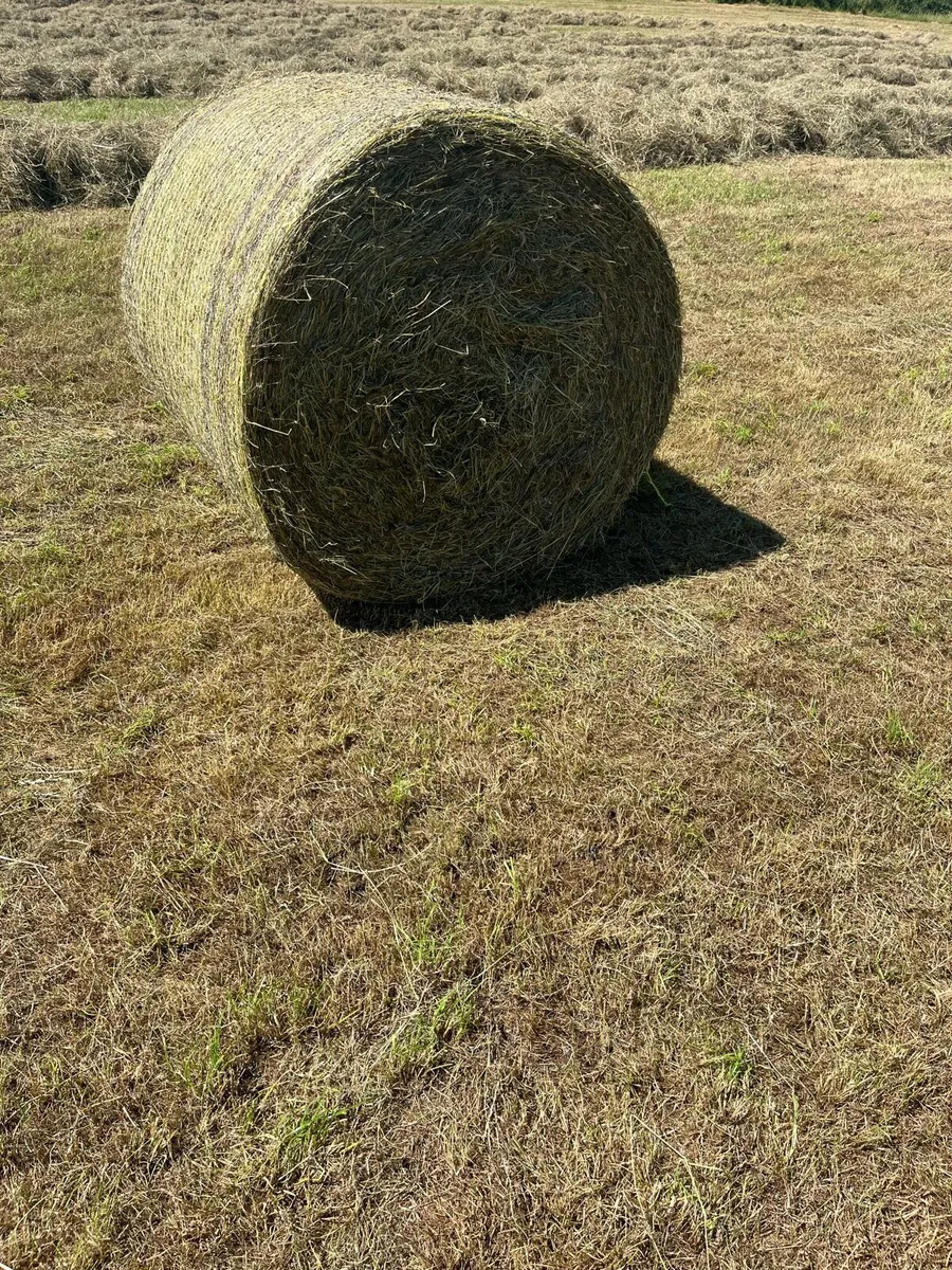 Round hay bales for sale and can deliver - Image 3