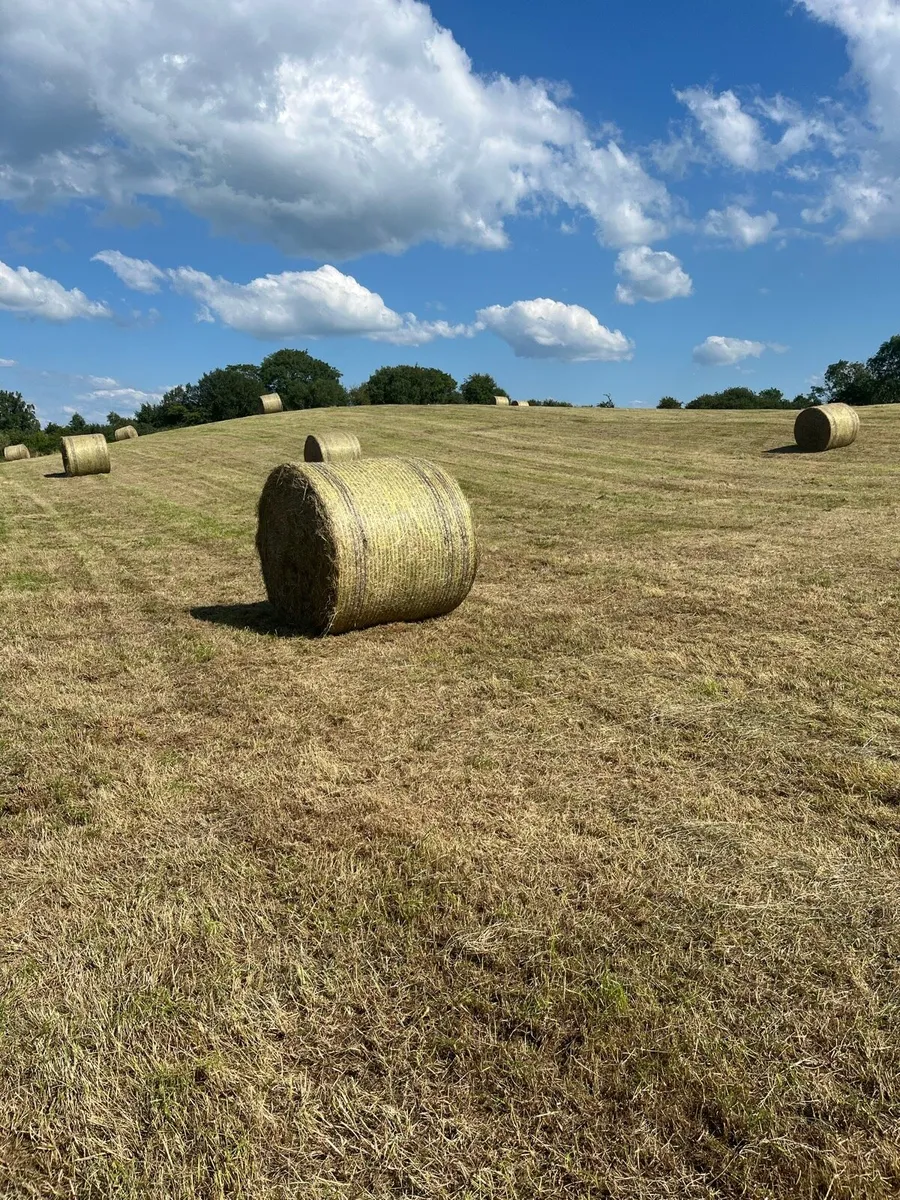 Round hay bales for sale and can deliver - Image 1