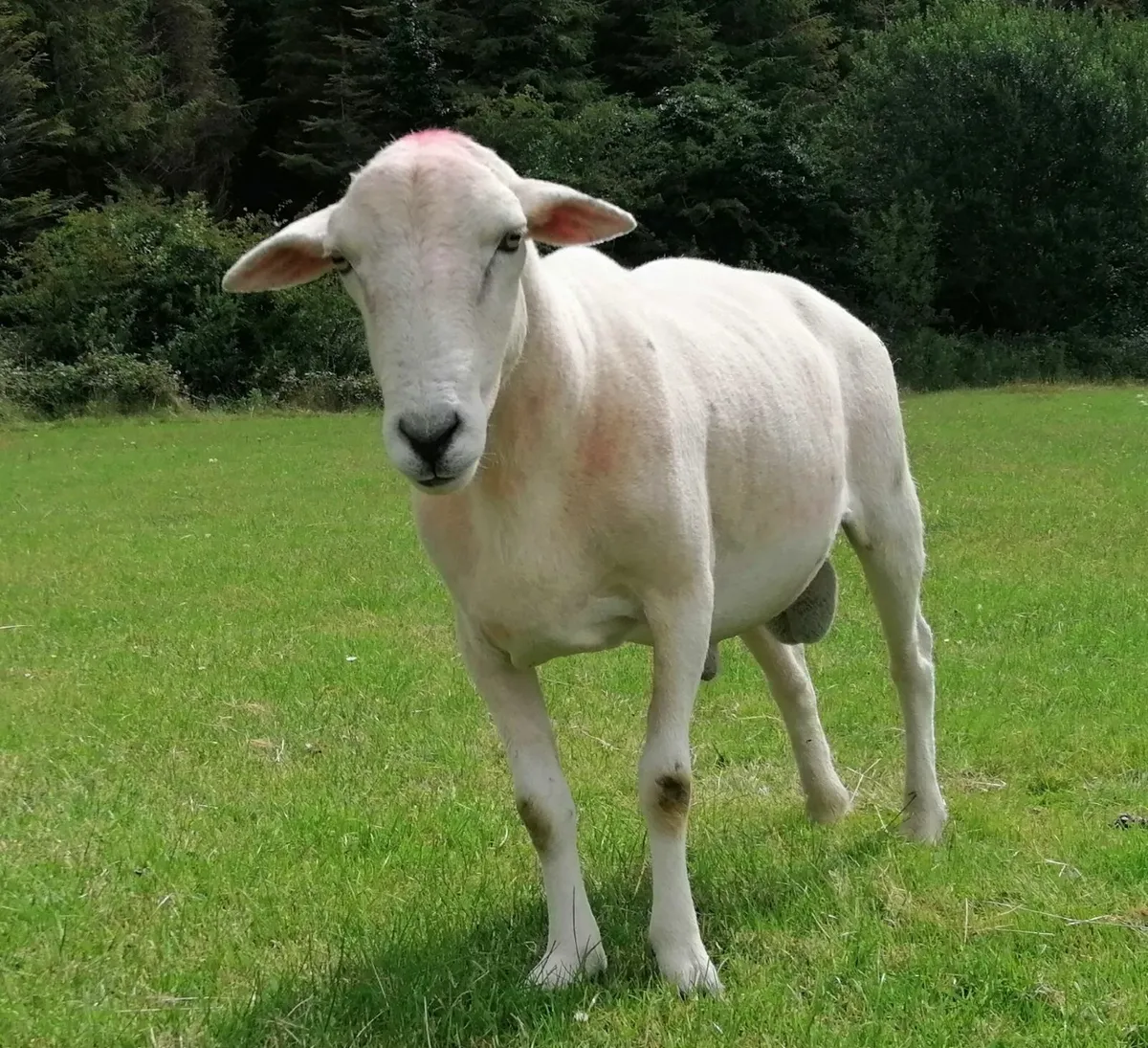 Easycare rams - Image 3