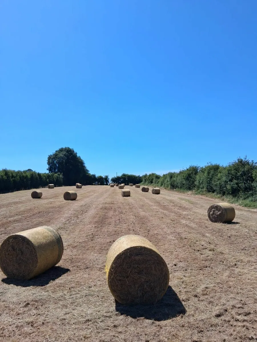 Organic Hay for sale