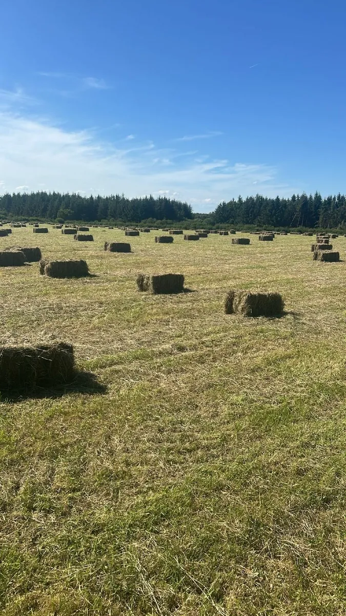 Square bales of hay