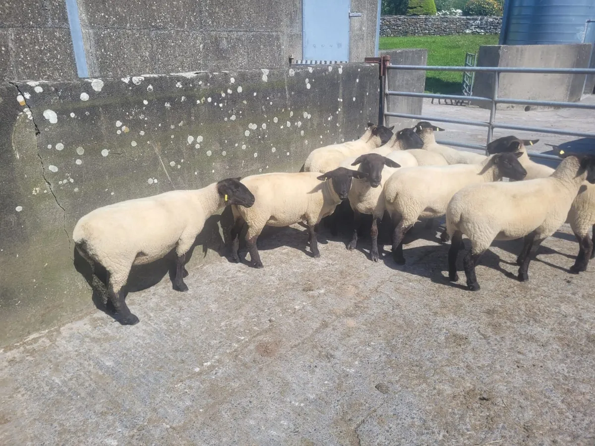 Ewe Hoggets Top Quality - Image 1