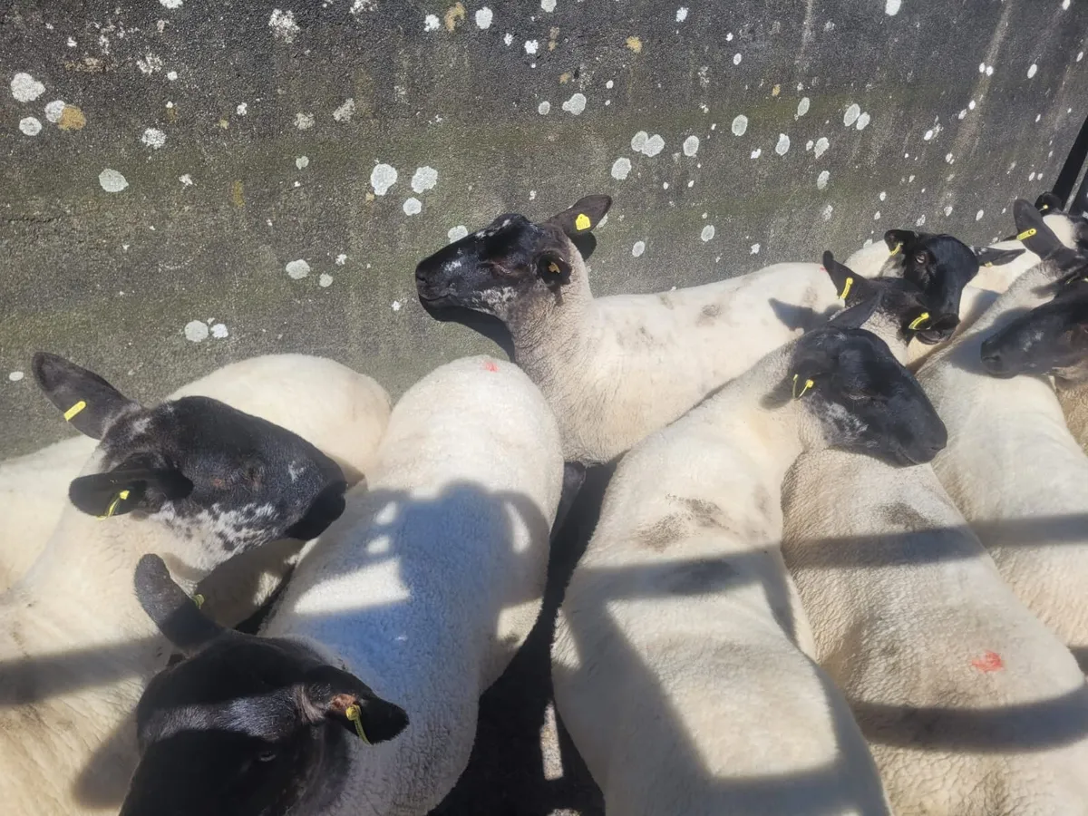 Ewe Hoggets Top Quality - Image 2