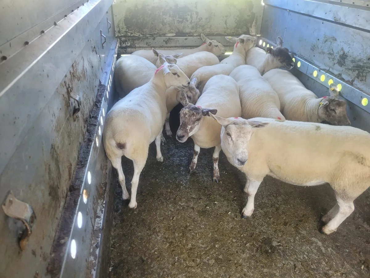 Ewe Hoggets Top Quality - Image 3