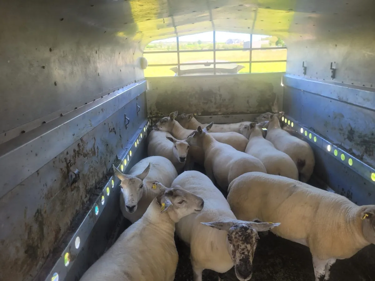 Ewe Hoggets Top Quality - Image 4