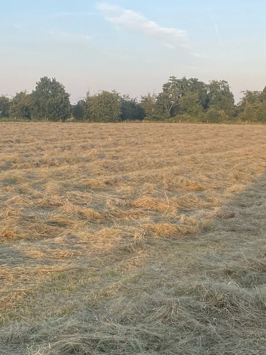 Hay - Image 3