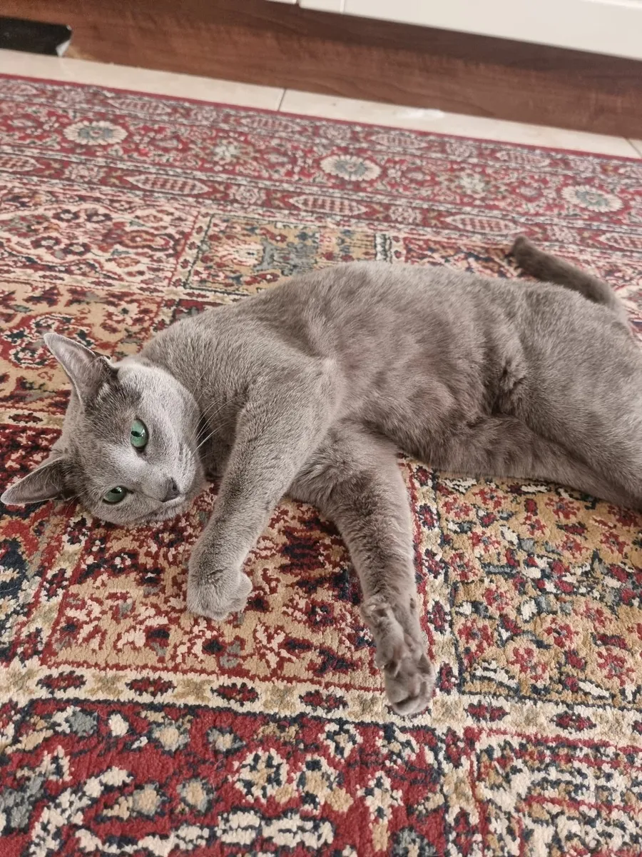 Russian Blue cat
