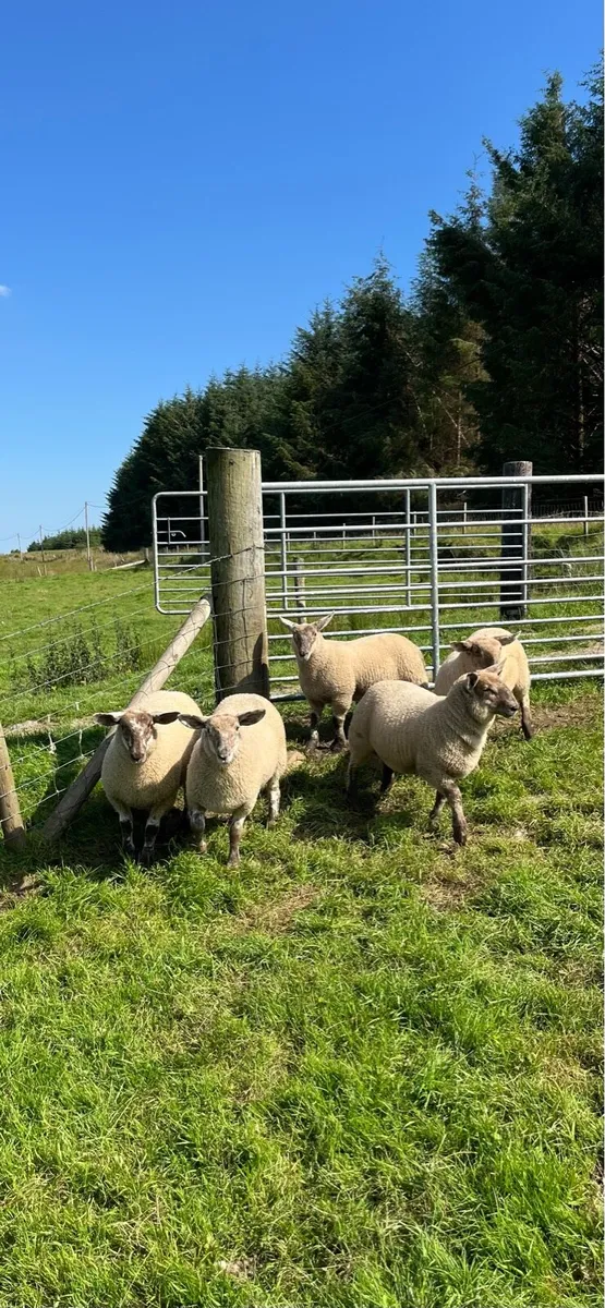 Suffolk cheviot ewe lambs - Image 1