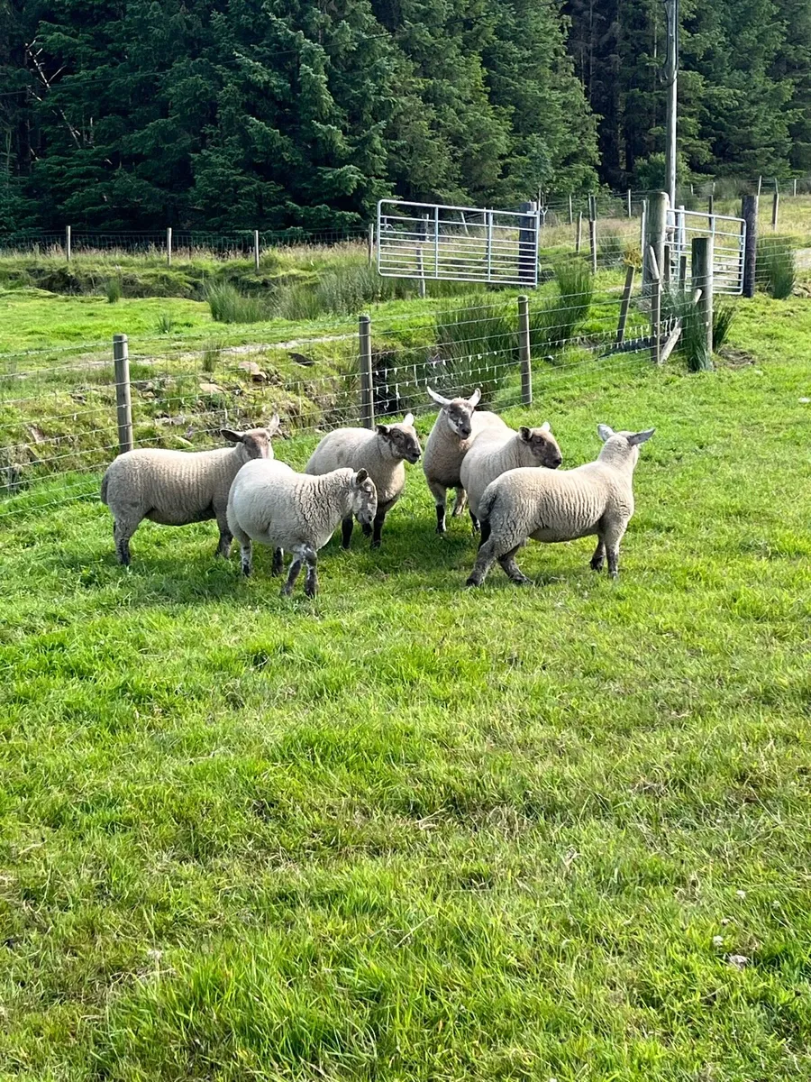 Suffolk cheviot ewe lambs - Image 2