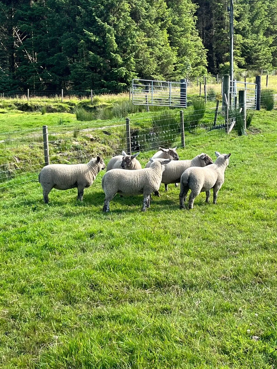 Suffolk cheviot ewe lambs - Image 3