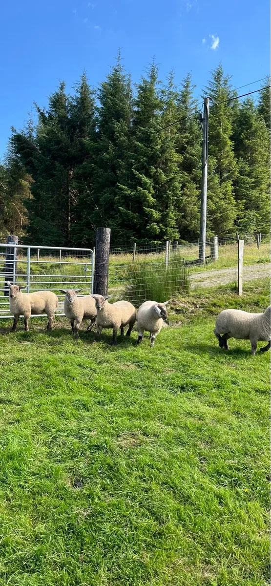 Suffolk cheviot ewe lambs - Image 4
