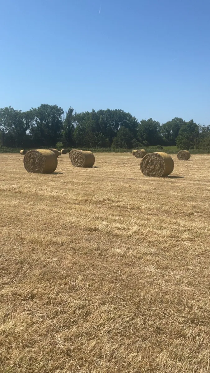 Hay - Image 1
