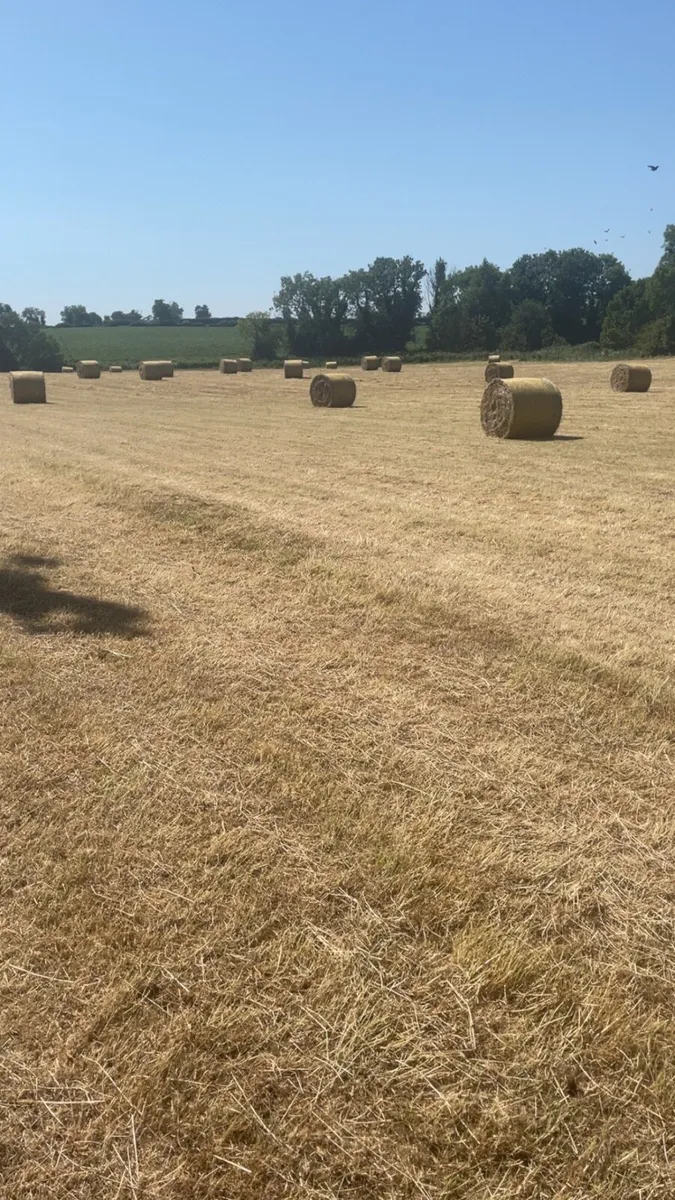 Hay - Image 2