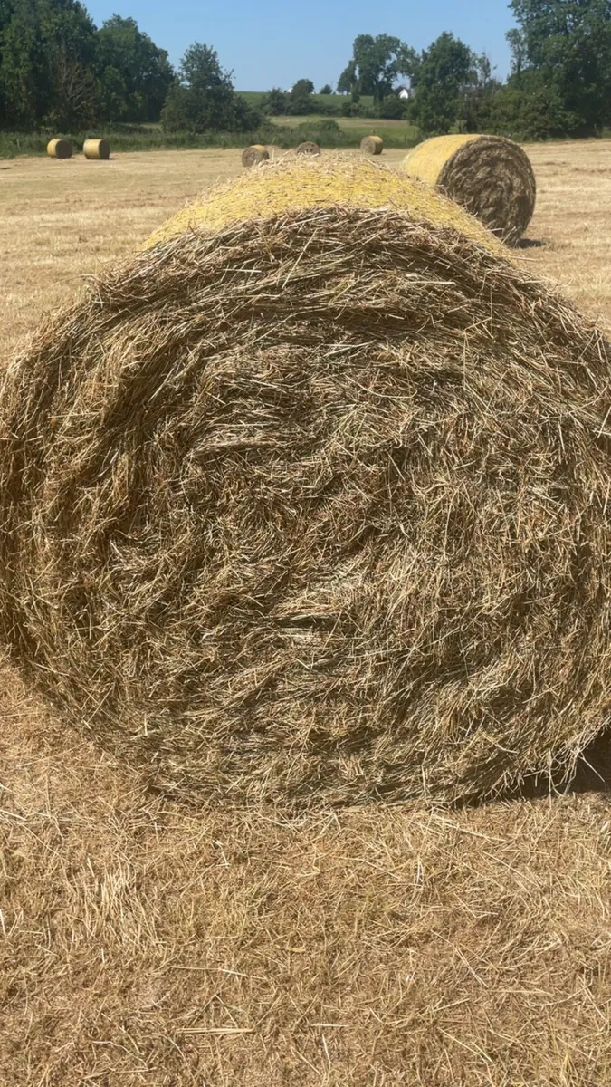 Hay - Image 3