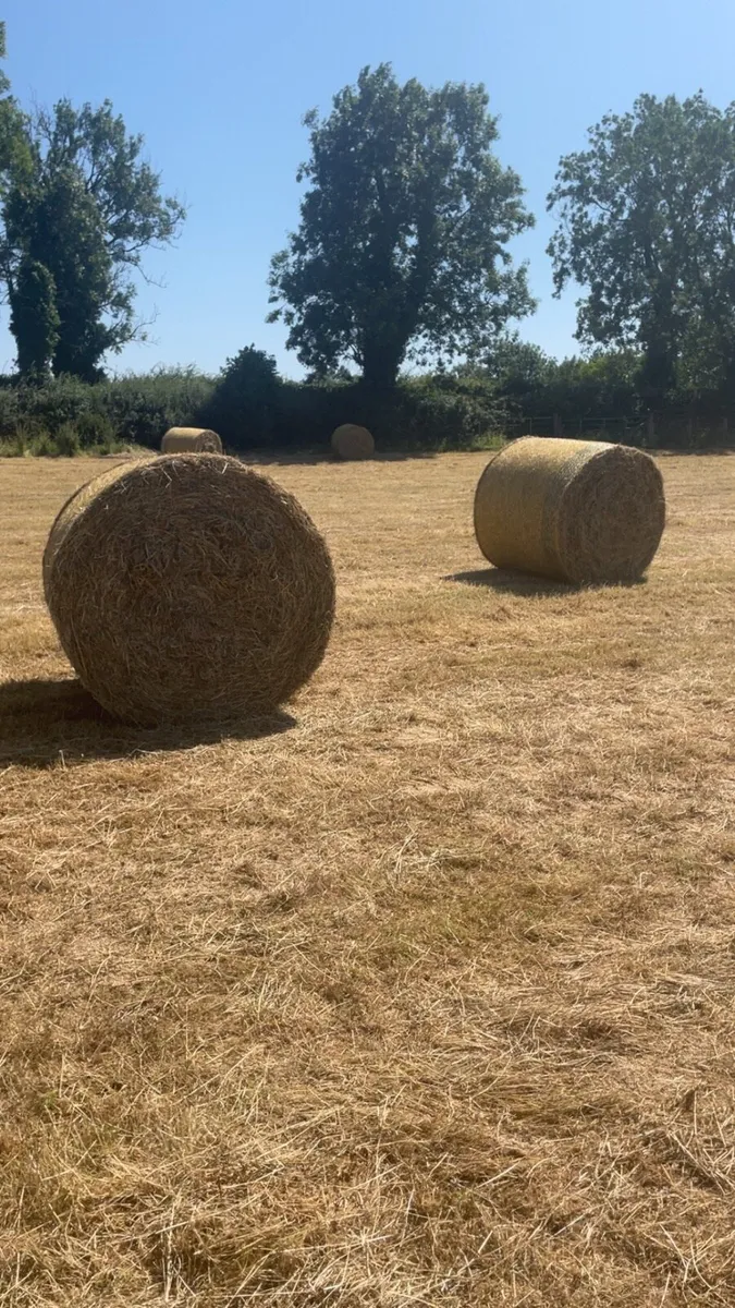 Hay - Image 4