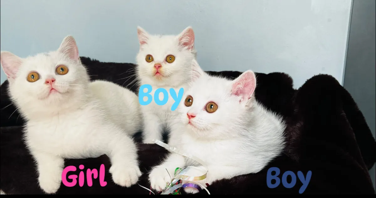 Pure White Pedigree British Shorthair kittens - Image 1