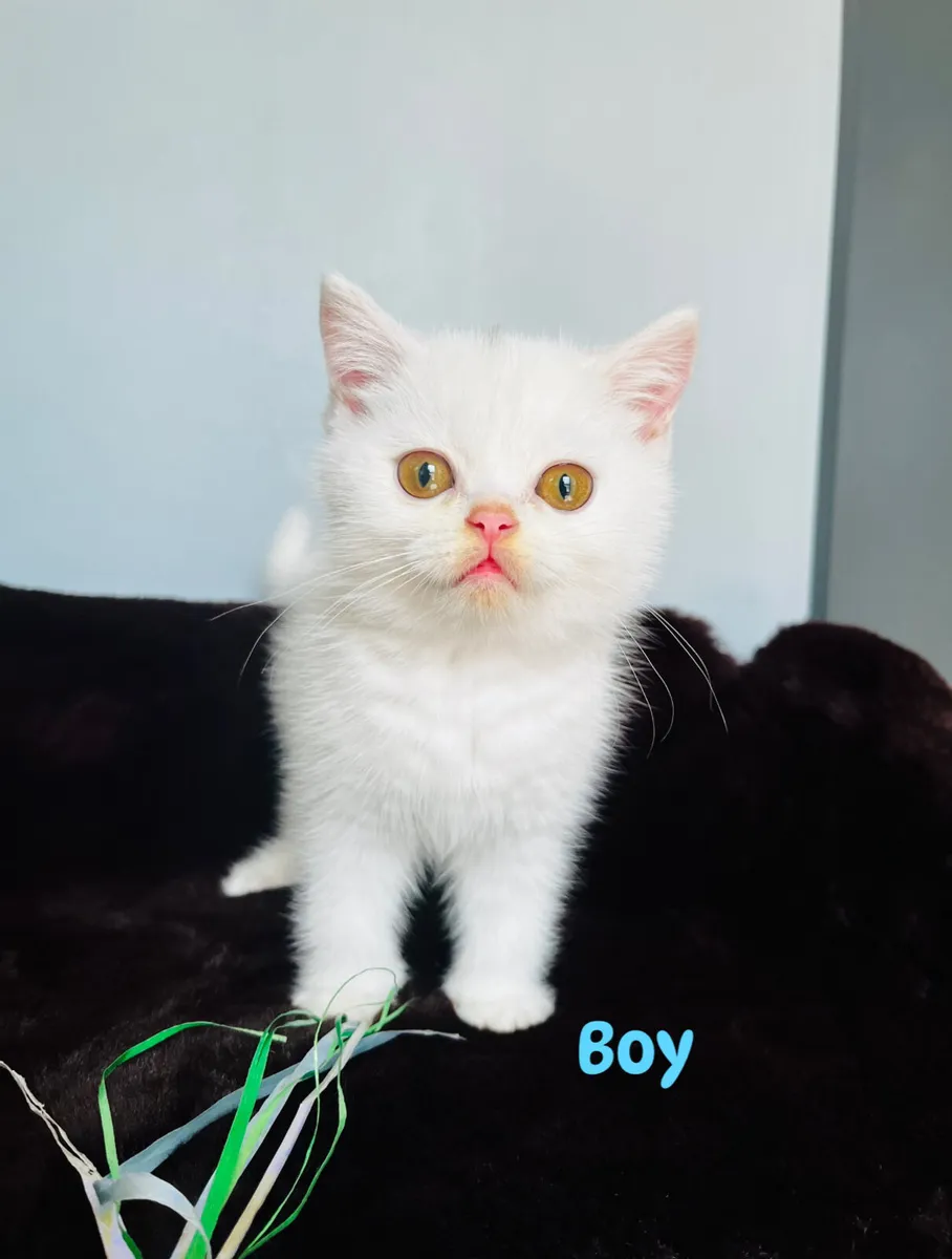 Pure White Pedigree British Shorthair kittens - Image 2