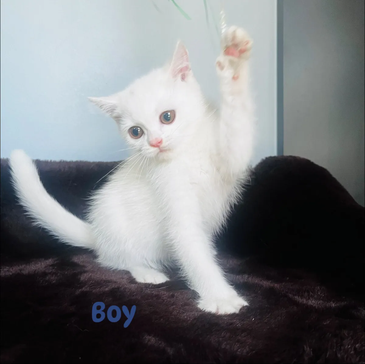 Pure White Pedigree British Shorthair kittens - Image 4