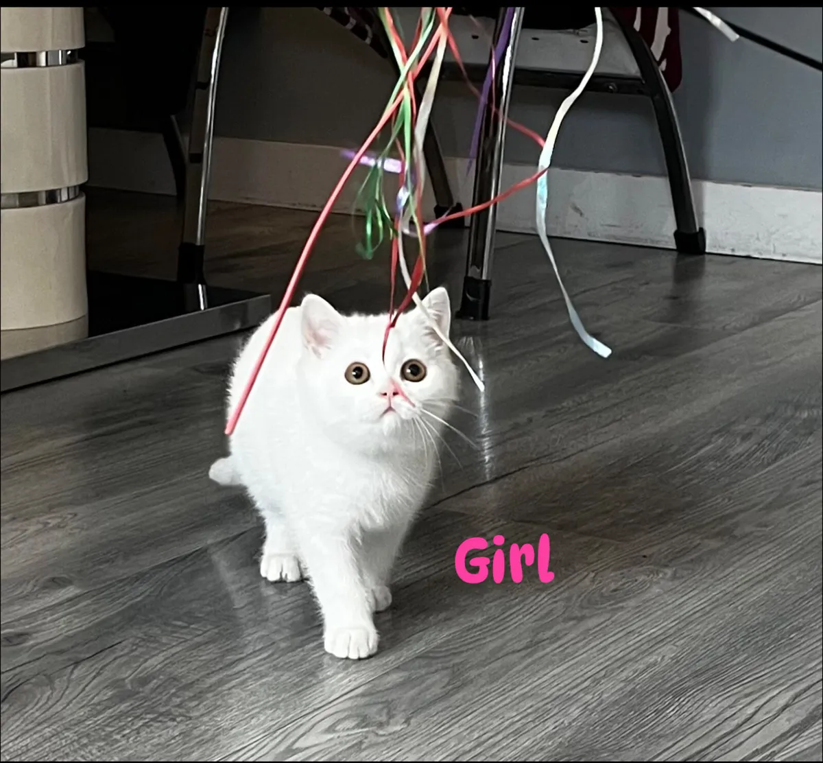 Pure White Pedigree British Shorthair kittens - Image 2