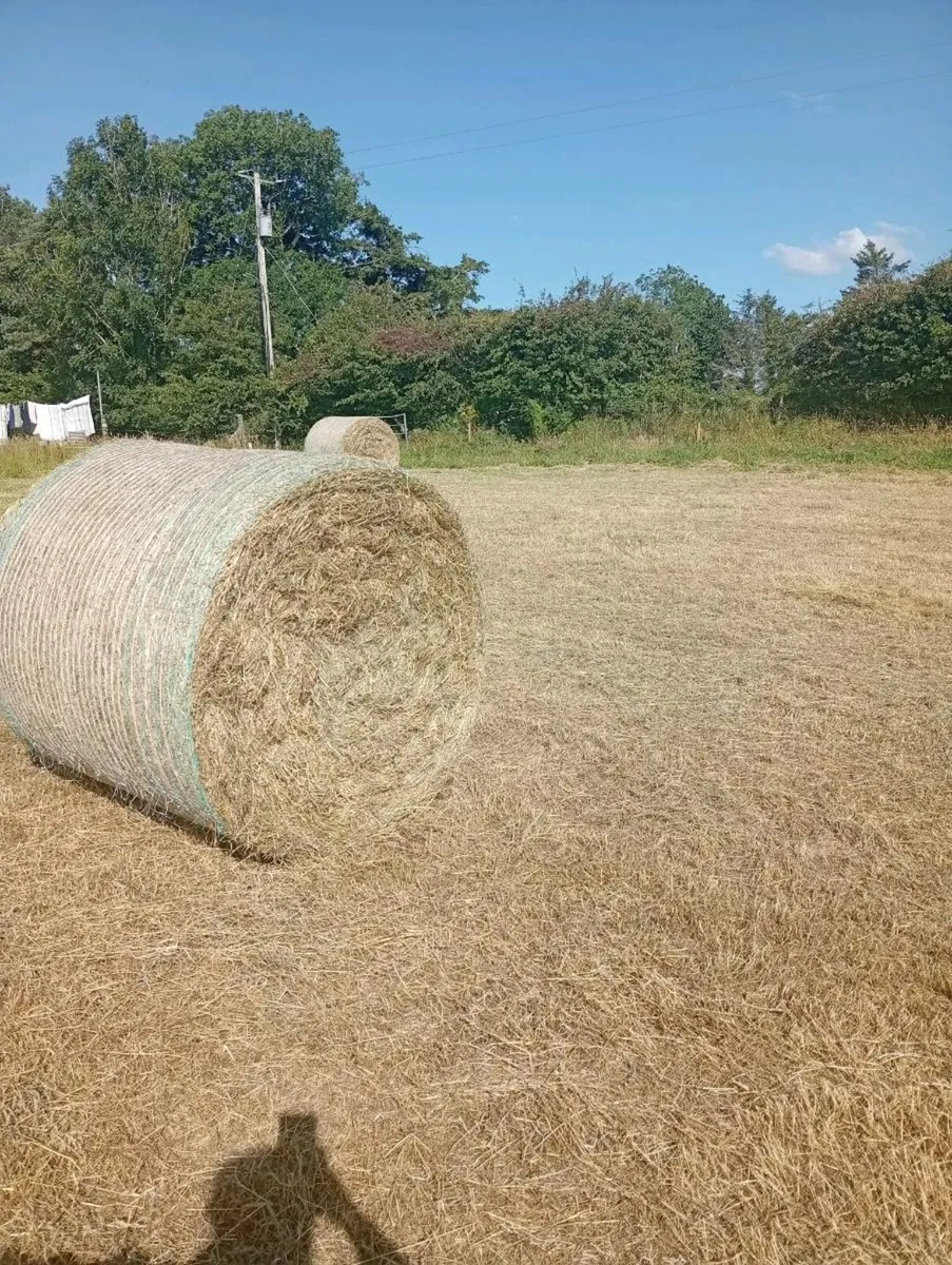 Hay Bales for sale - Image 1
