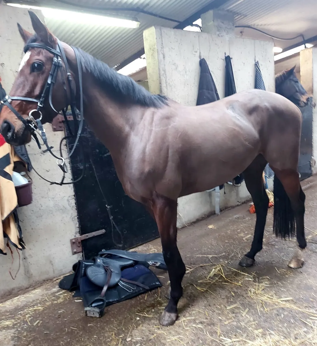 5 year old tb broodmare - Image 2