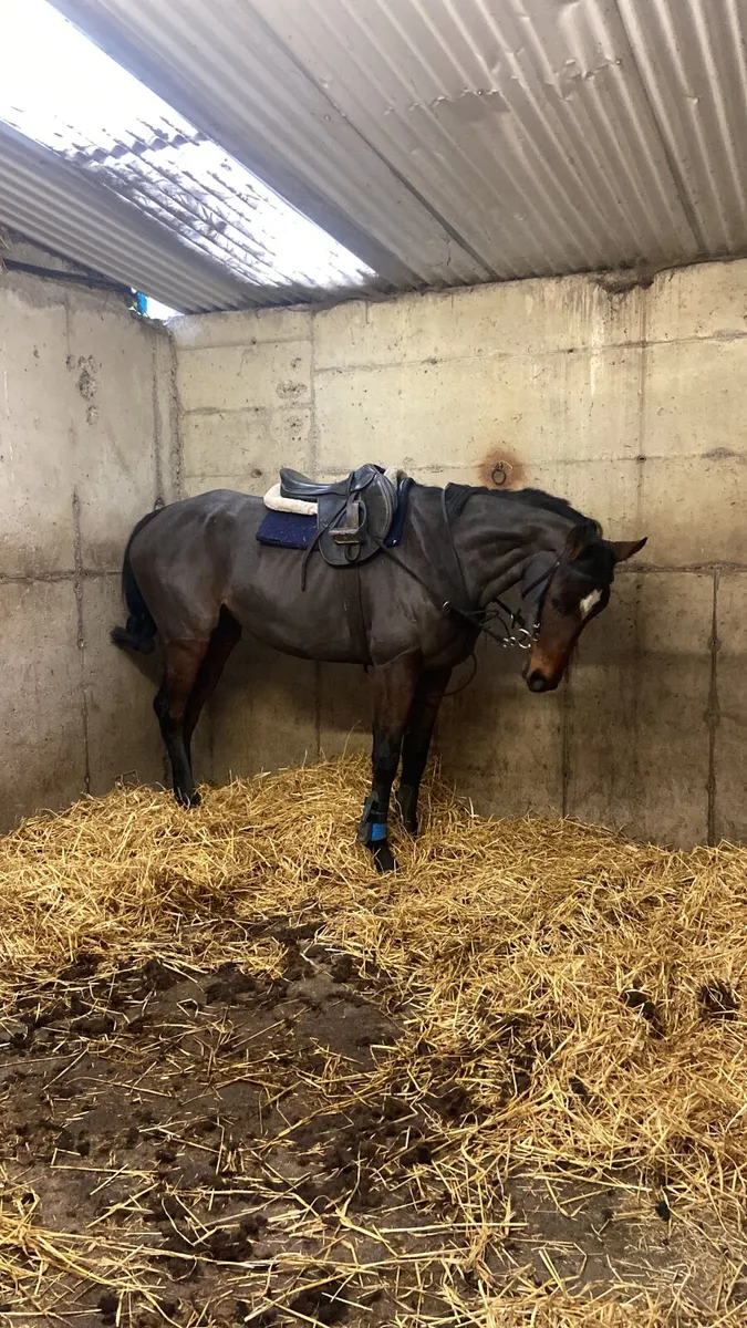 5 year old tb broodmare - Image 1
