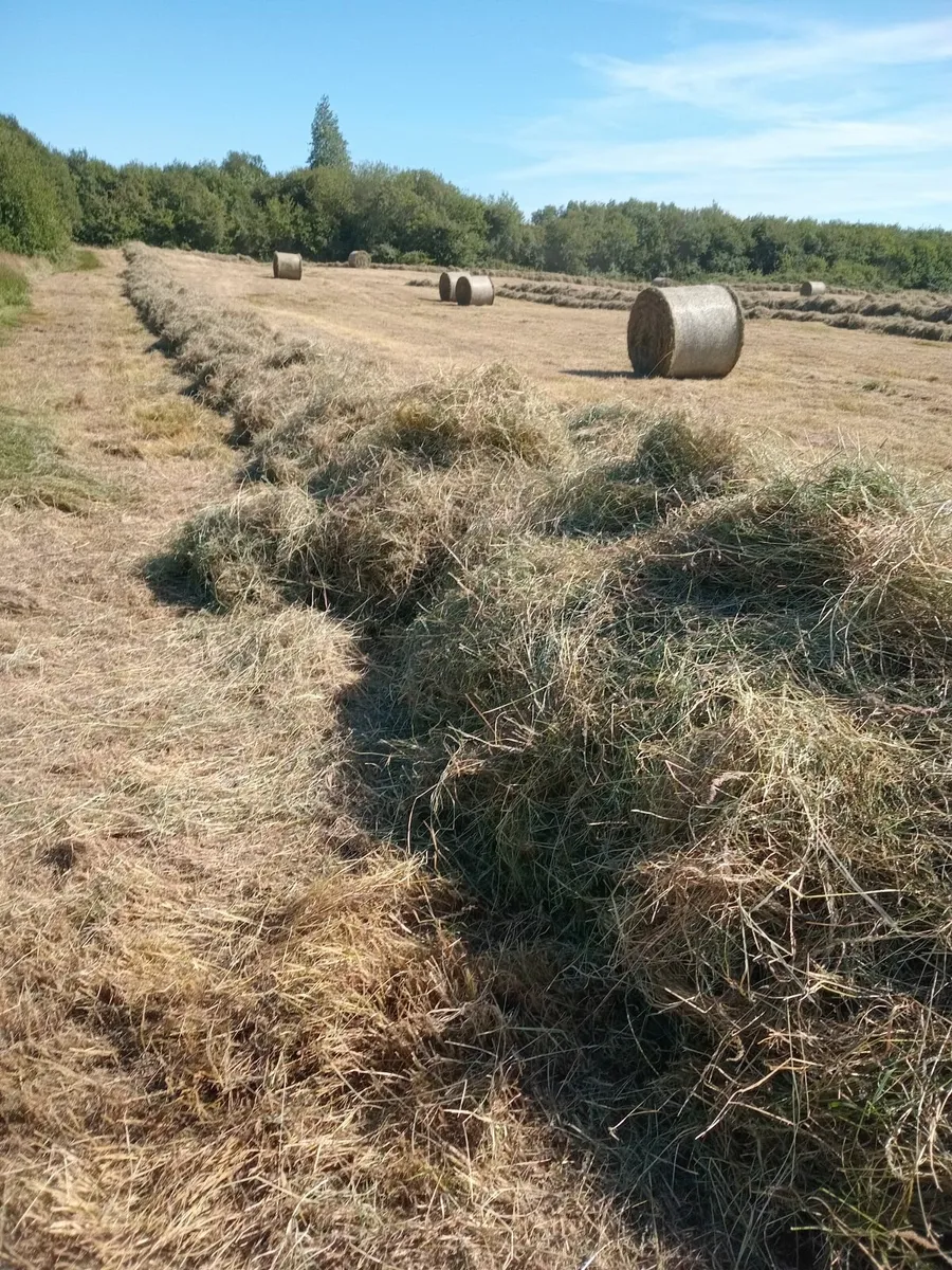 Top Quality  Big Bales of Hay - Image 3