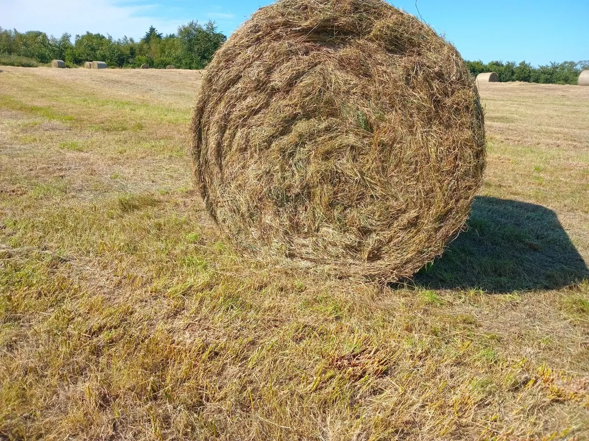 Top Quality  Big Bales of Hay - Image 4