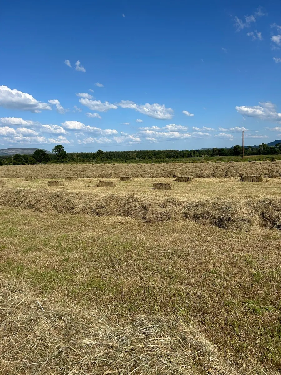 Square Bales of Hay - Image 1