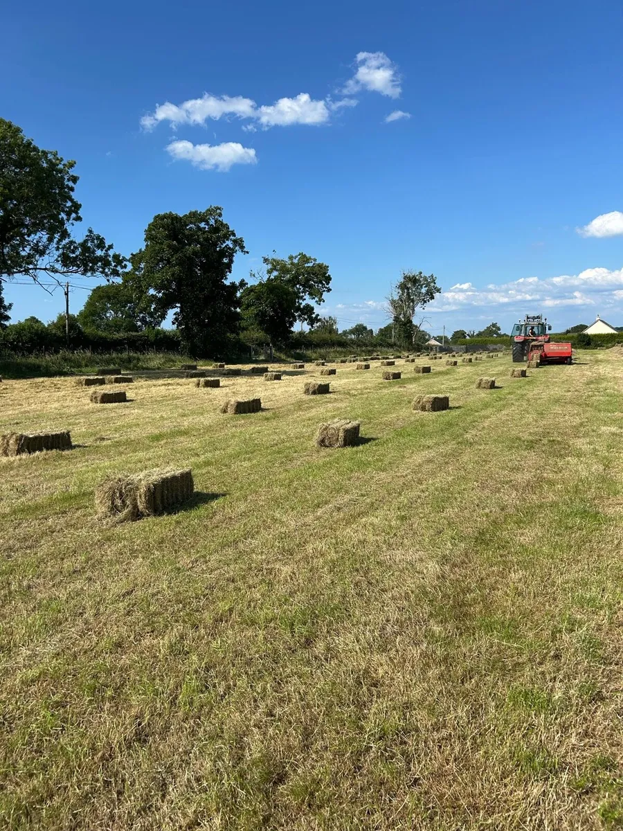 Square Bales of Hay - Image 2