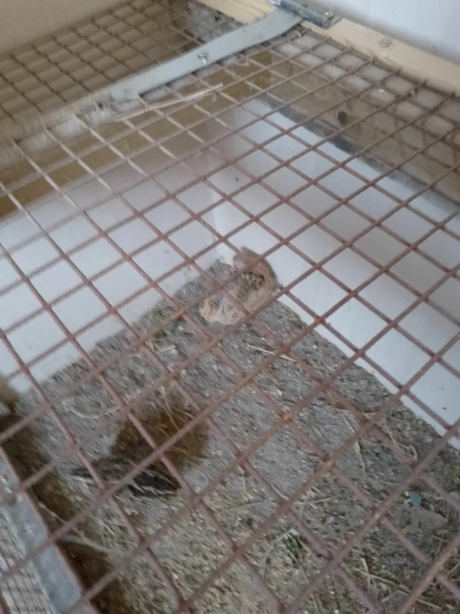 Quail and canaries - Image 1