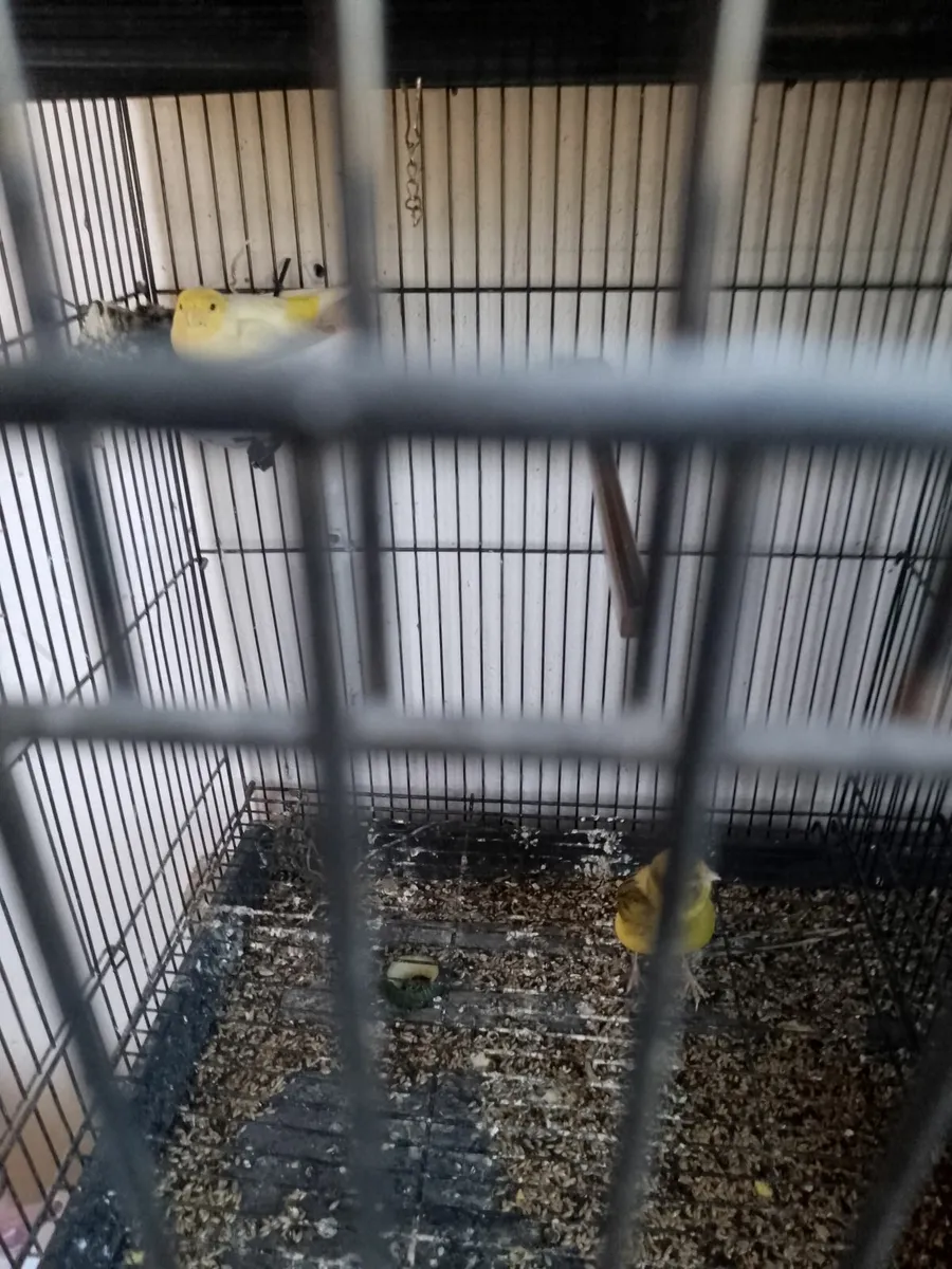 Quail and canaries - Image 2