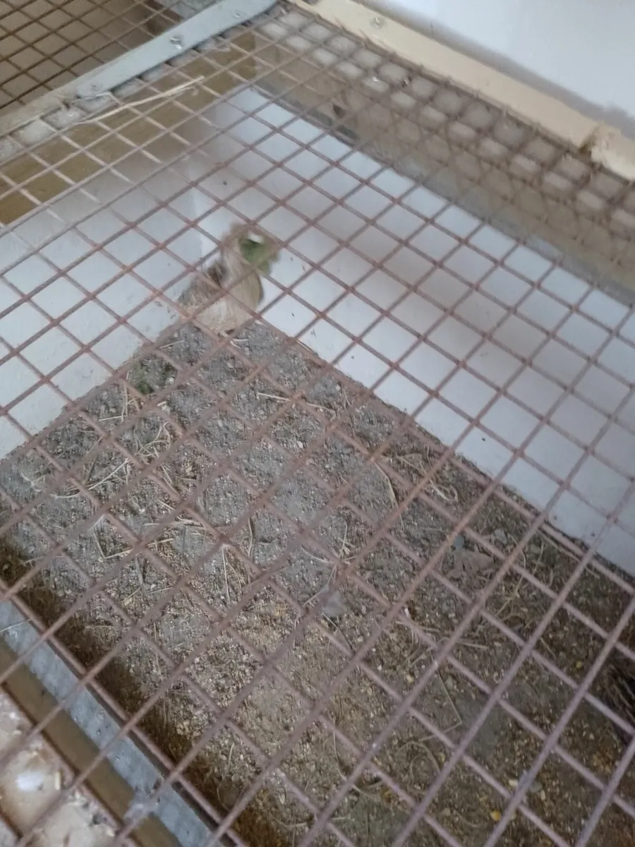 Quail and canaries - Image 3