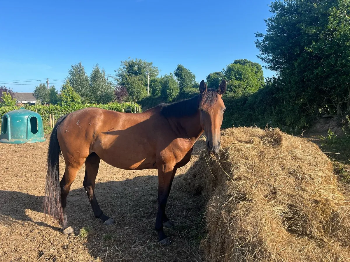 Thoroughbred mare - Image 1