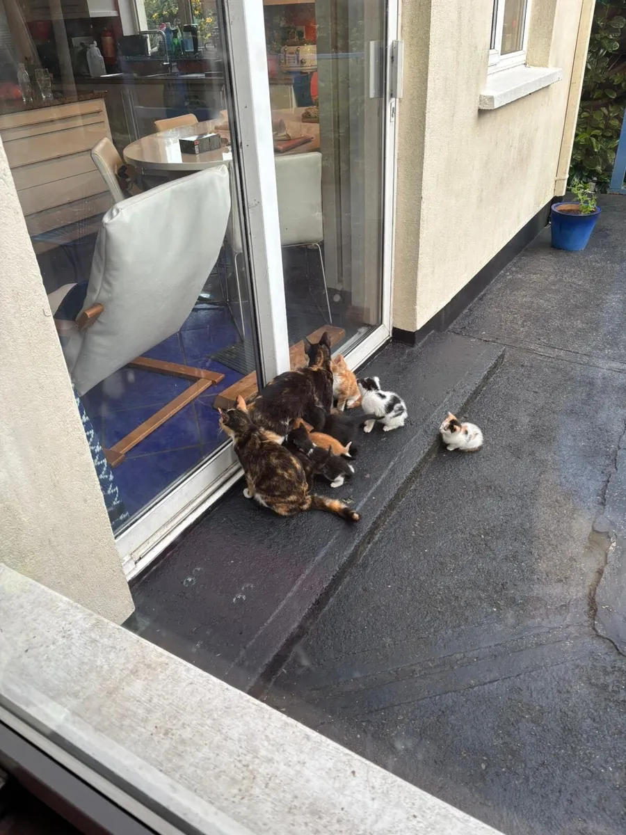 Free Kittens - Image 2