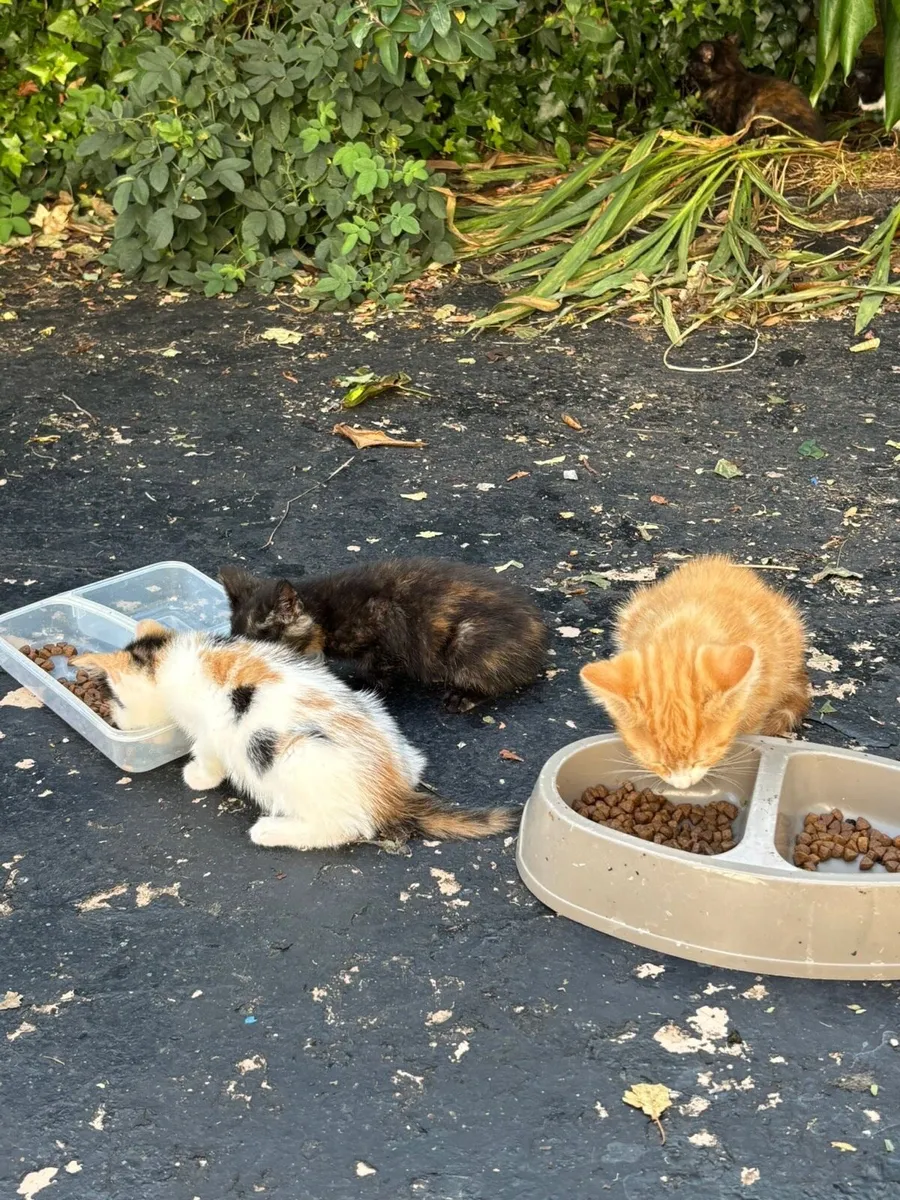 Free Kittens - Image 3